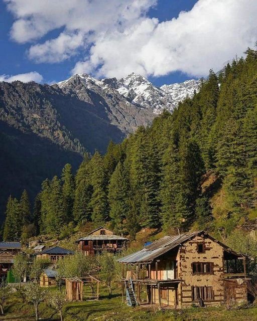 Cabins in Kalga village surrounded by pine trees – hidden offbeat destination in India