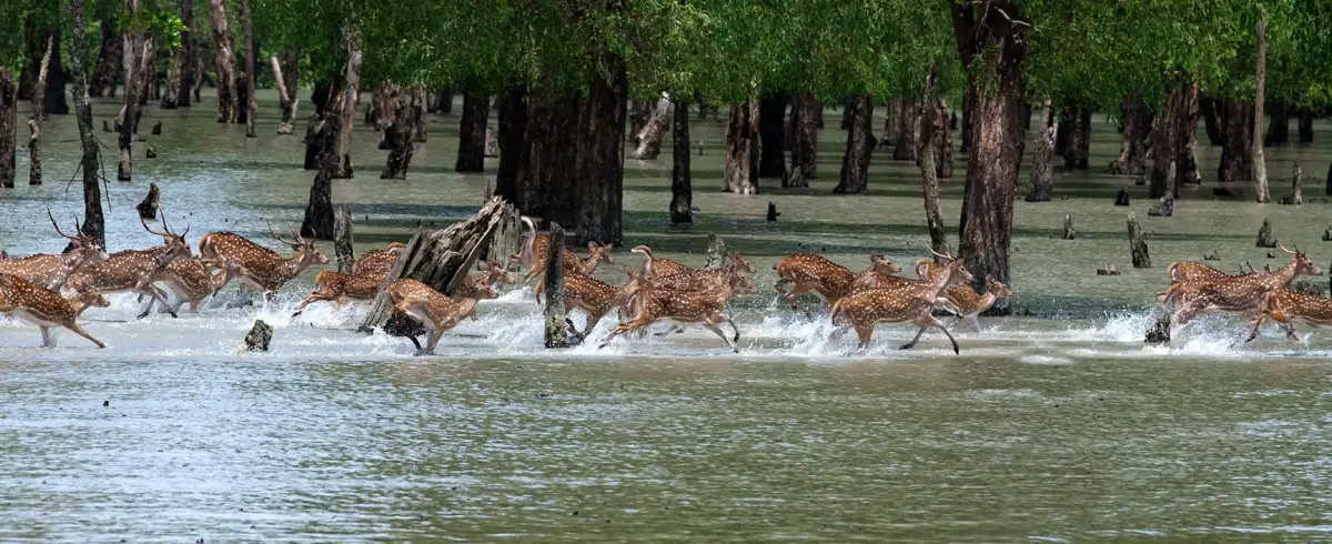 Sundarbans-tour