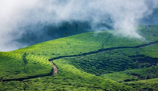 Kerala Munnar tea plantations summer destination