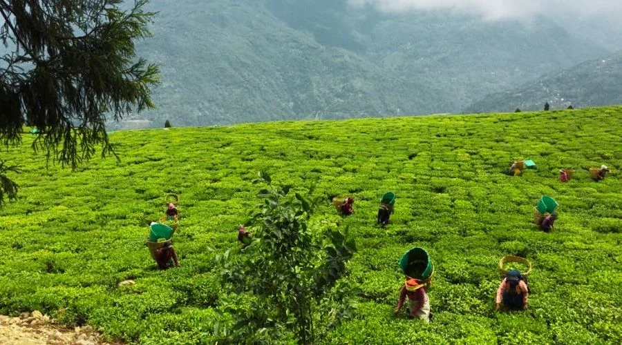 Sikkim sustainable travel India organic state eco tourism in India