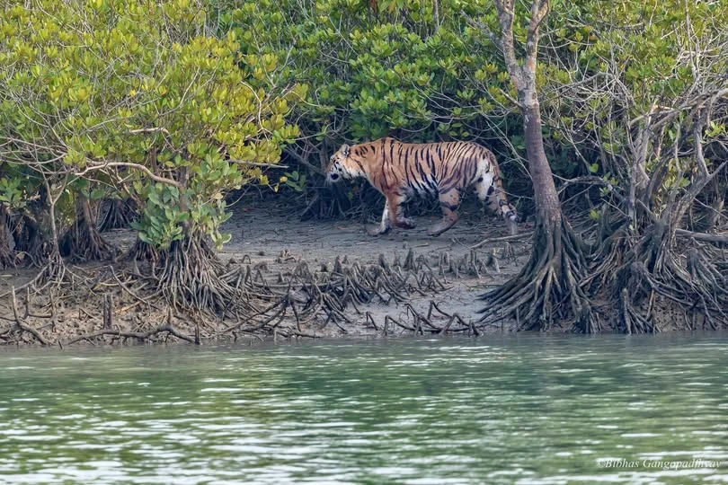 Sundarbans wildlife photography India mangrove tiger