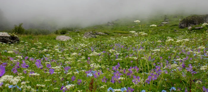Best Monsoon Destinations in India Valley of Flowers blooming during monsoon