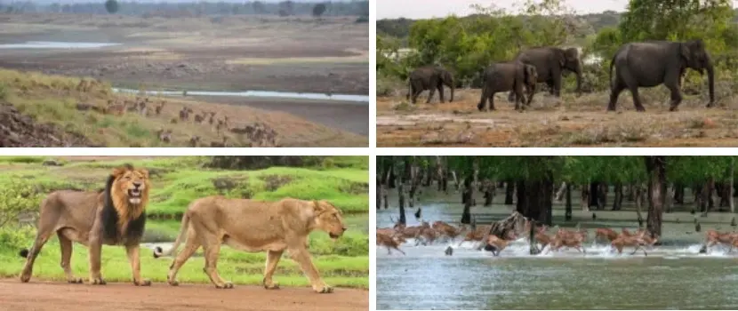 Best season wildlife safari India forest