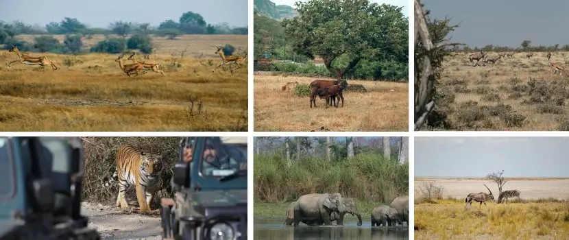India wildlife safari forest landscape