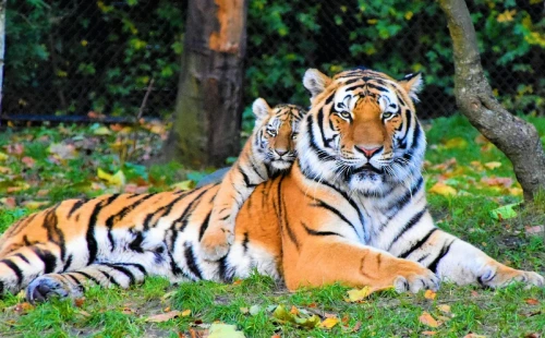 sundorbon-img1 Sundarban